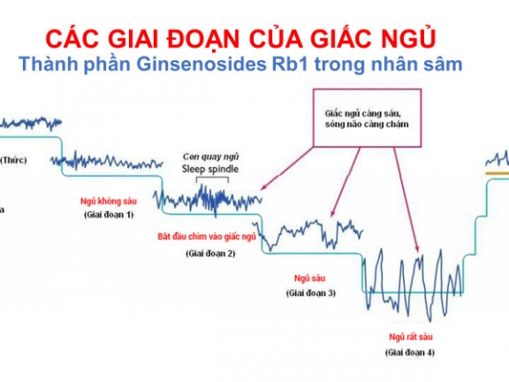 ✅ 03-91 Rối loạn giấc ngủ và tác dụng của Nhân sâm